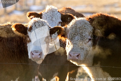 Image of Cows cattle huddled in winter