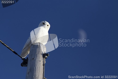 Image of Snowy Owl