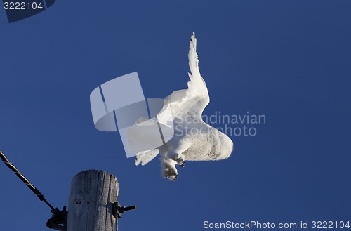 Image of Snowy Owl