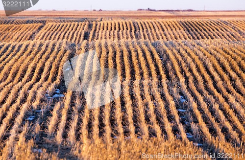 Image of Prairie Landscape in winter