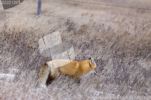 Image of Fox in Winter