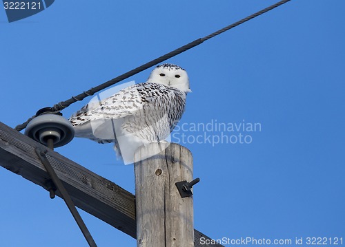 Image of Snowy Owl