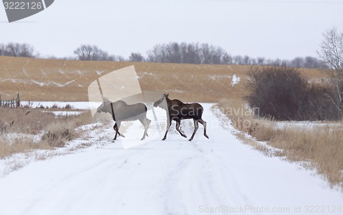 Image of Moose in a field