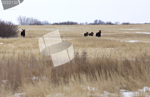 Image of Moose in a field