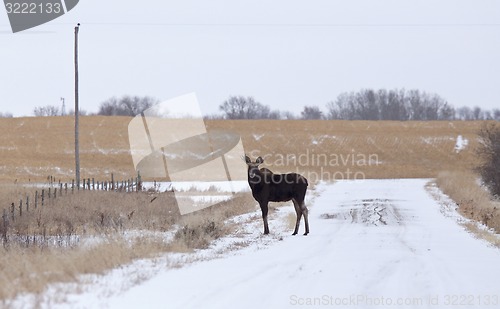 Image of Moose in a field