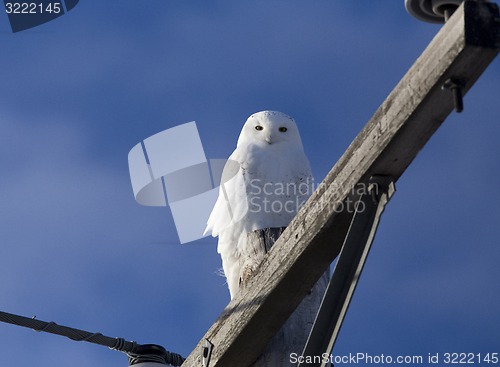 Image of Snowy Owl