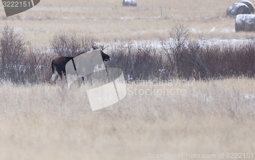 Image of Moose in a field