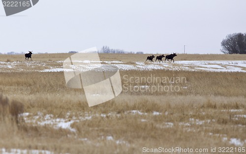 Image of Moose in a field