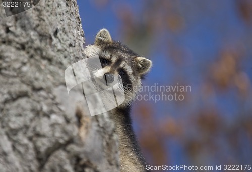 Image of Racoon in Winter