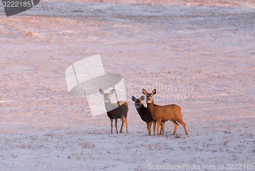 Image of Deer in winter 