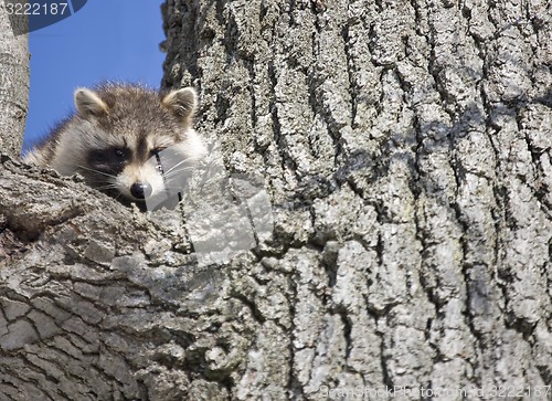 Image of Racoon in Winter