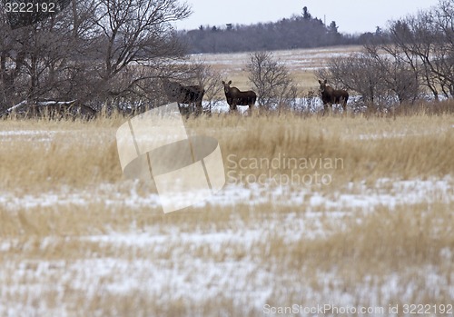 Image of Moose in a field