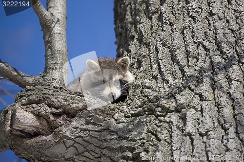 Image of Racoon in Winter