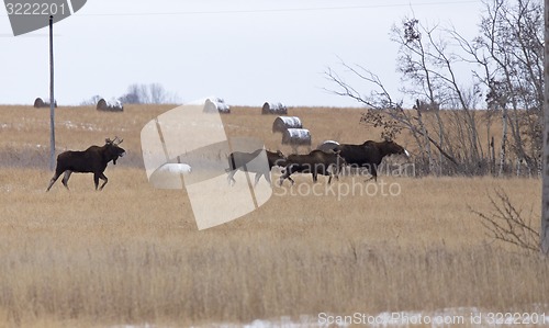 Image of Moose in a field