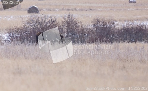 Image of Moose in a field