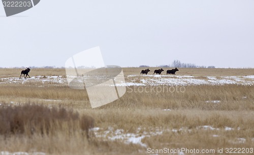 Image of Moose in a field