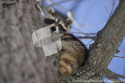 Image of Racoon in Winter