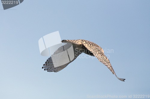 Image of Snowy Owl