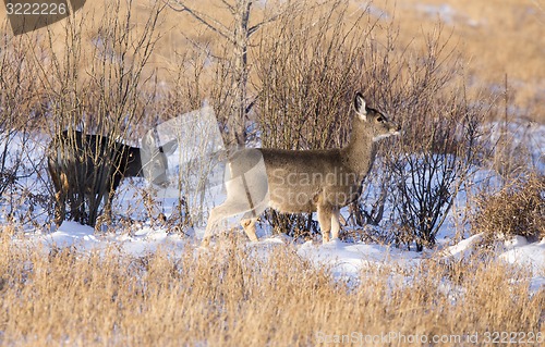 Image of Deer in winter 