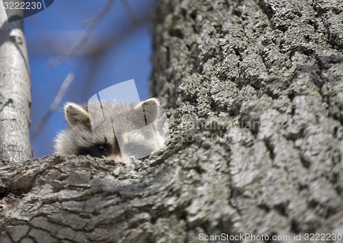 Image of Racoon in Winter