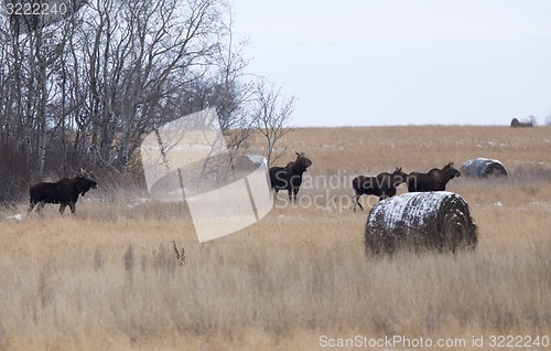 Image of Moose in a field