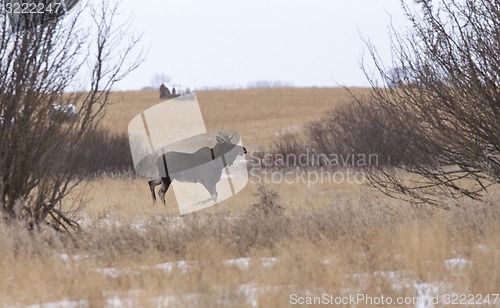 Image of Moose in a field