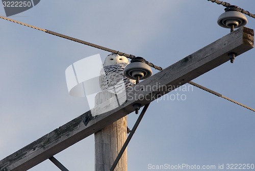 Image of Snowy Owl