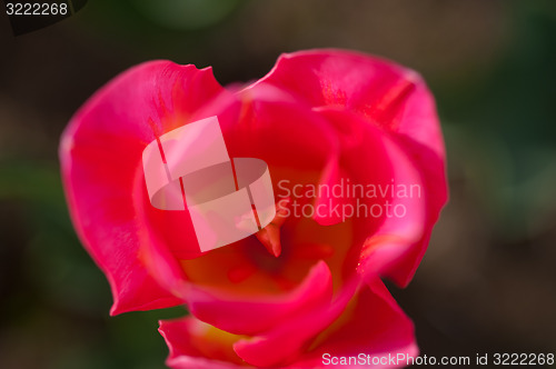 Image of colorful tulips field 