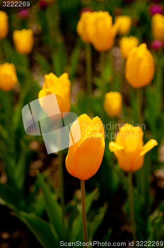Image of colorful tulips field 