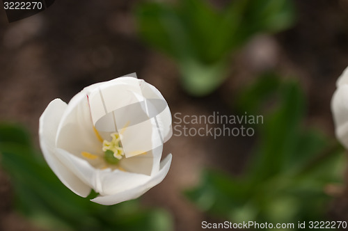 Image of colorful tulips field 