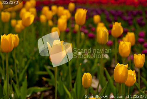 Image of colorful tulips field 