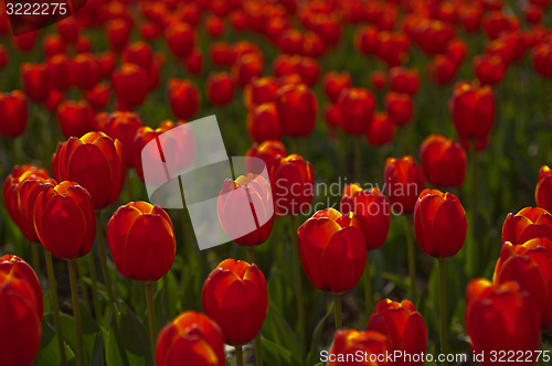 Image of colorful tulips field 