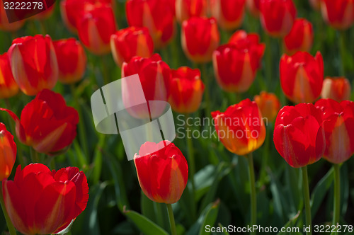 Image of colorful tulips field 