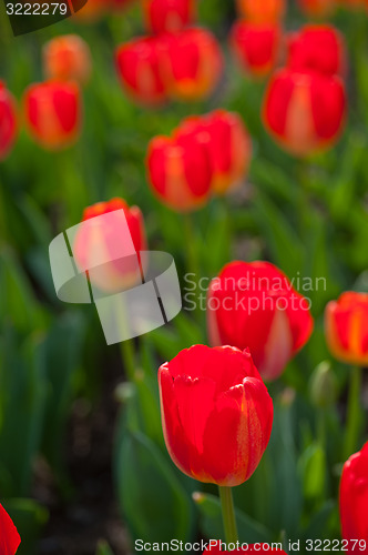 Image of colorful tulips field 