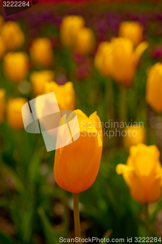 Image of colorful tulips field 