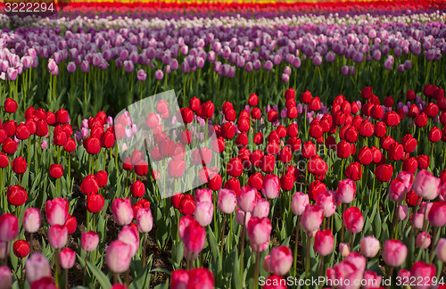 Image of colorful tulips field 