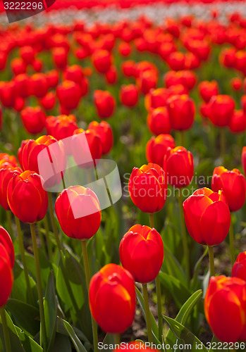 Image of colorful tulips field 