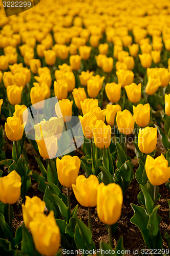 Image of colorful tulips field 