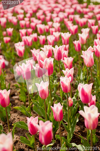 Image of colorful tulips field 