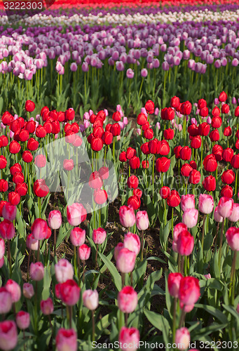 Image of colorful tulips field 