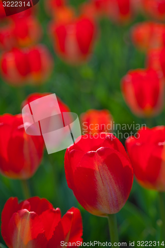 Image of colorful tulips field 