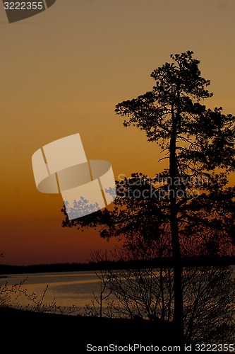 Image of pine in sunrise