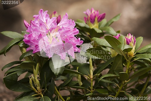 Image of rhododendron