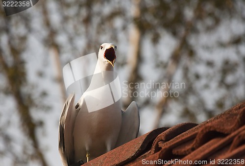 Image of screaming