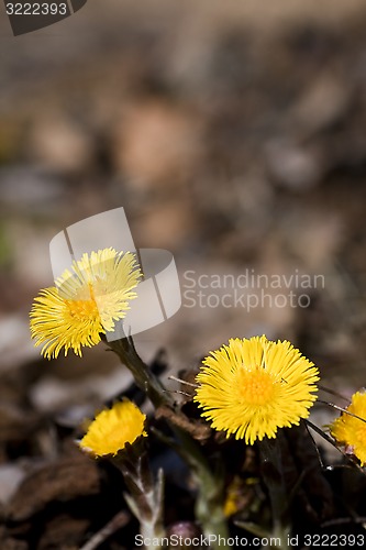 Image of coltsfoot