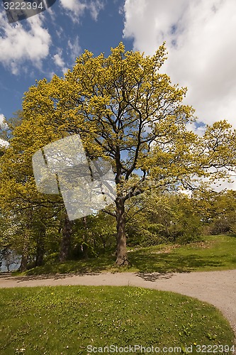 Image of oak in spring