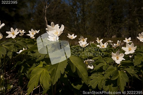 Image of anemone nemorosa