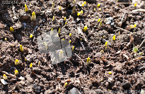 Image of fresh green sprouts