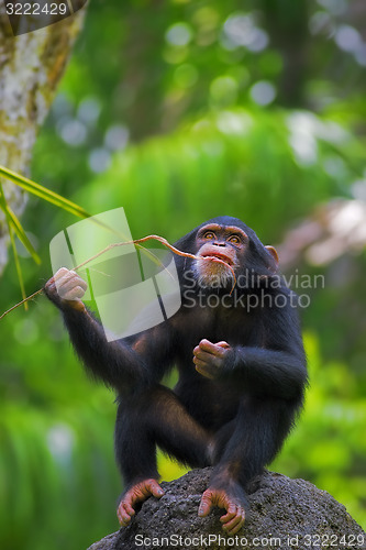 Image of Common Chimpanzee