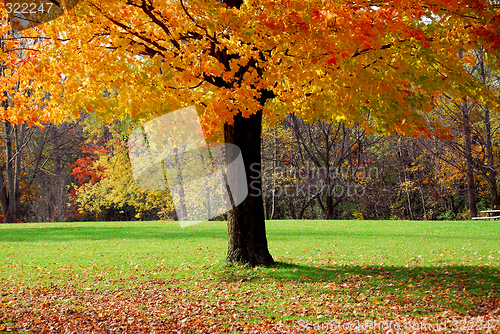 Image of Maple tree